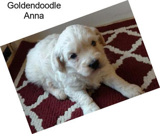 Goldendoodle Anna