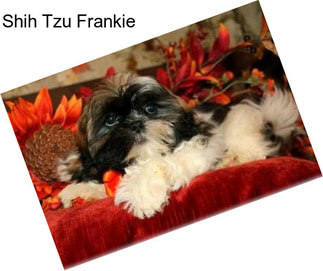 Shih Tzu Frankie