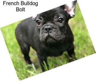 French Bulldog Bolt