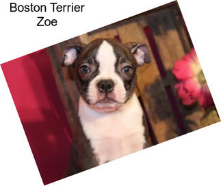 Boston Terrier Zoe