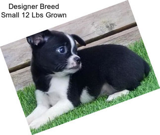 Designer Breed Small 12 Lbs Grown