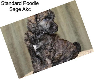 Standard Poodle Sage Akc