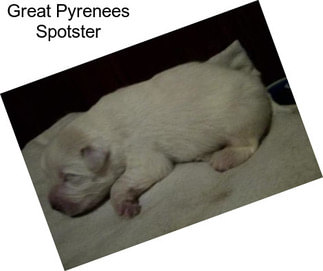 Great Pyrenees Spotster