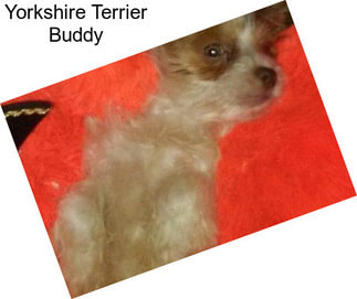 Yorkshire Terrier Buddy