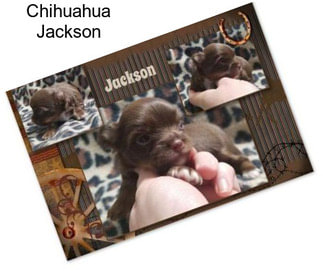 Chihuahua Jackson