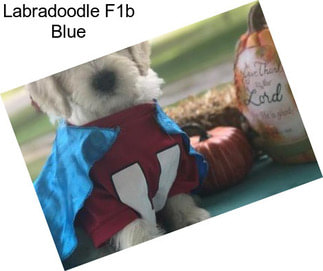 Labradoodle F1b Blue