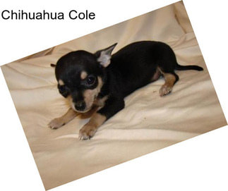 Chihuahua Cole