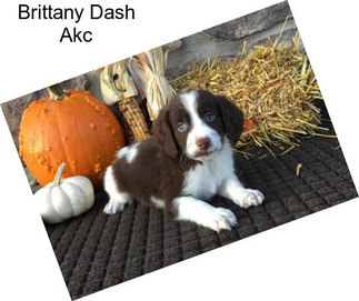 Brittany Dash Akc