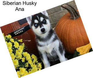 Siberian Husky Ana