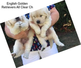 English Golden Retrievers All Clear Ch