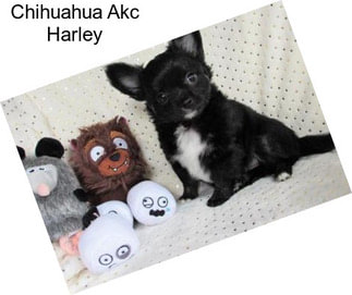 Chihuahua Akc Harley