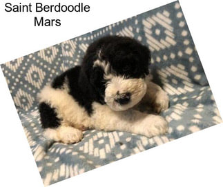 Saint Berdoodle Mars