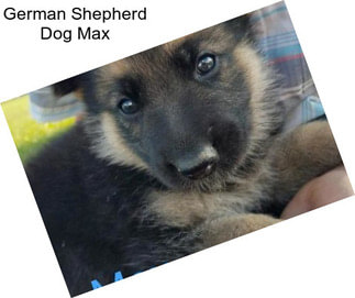 German Shepherd Dog Max