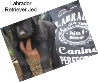 Labrador Retriever Jed