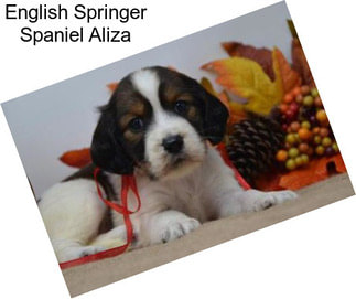 English Springer Spaniel Aliza