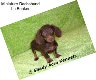 Miniature Dachshund Lc Beaker