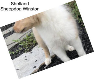 Shetland Sheepdog Winston