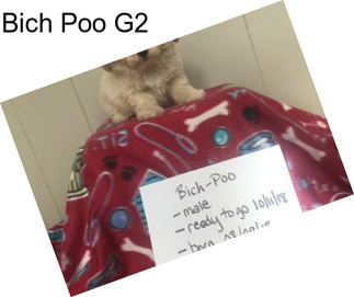 Bich Poo G2