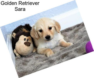 Golden Retriever Sara