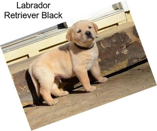 Labrador Retriever Black