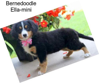 Bernedoodle Ella-mini