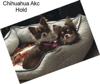 Chihuahua Akc Hold