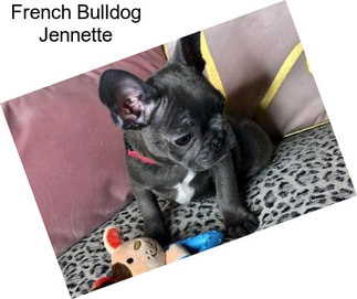 French Bulldog Jennette