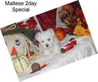 Maltese 2day Special