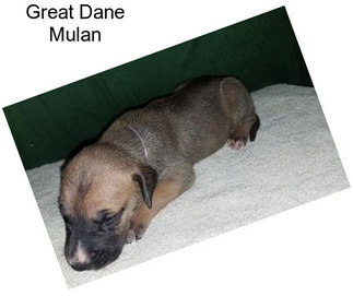 Great Dane Mulan