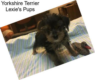 Yorkshire Terrier Lexie\'s Pups