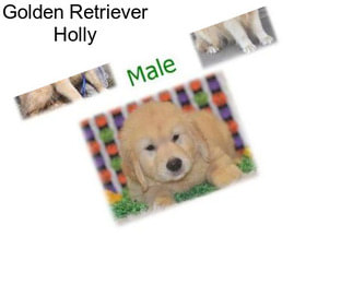 Golden Retriever Holly