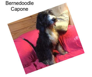 Bernedoodle Capone