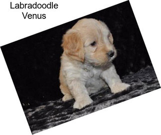 Labradoodle Venus