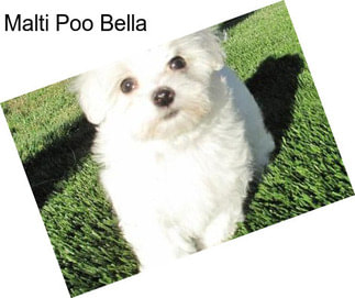 Malti Poo Bella