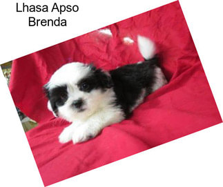 Lhasa Apso Brenda