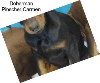 Doberman Pinscher Carmen