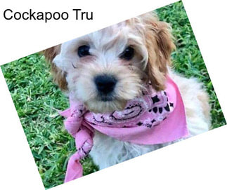 Cockapoo Tru