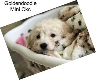 Goldendoodle Mini Ckc