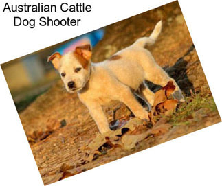Australian Cattle Dog Shooter