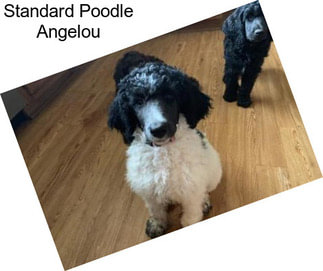 Standard Poodle Angelou