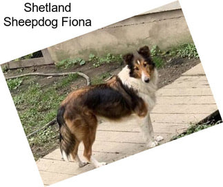 Shetland Sheepdog Fiona