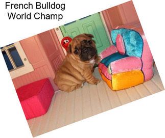 French Bulldog World Champ