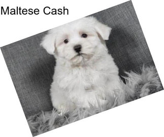 Maltese Cash