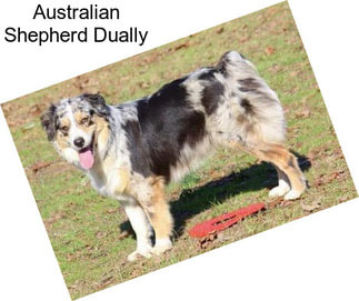 Australian Shepherd Dually