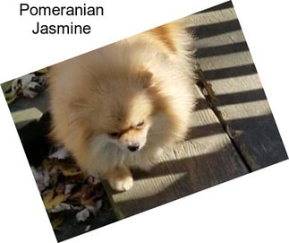 Pomeranian Jasmine