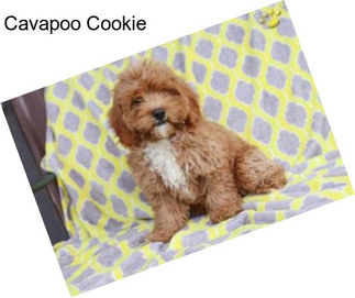 Cavapoo Cookie