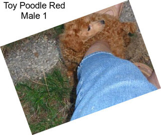 Toy Poodle Red Male 1
