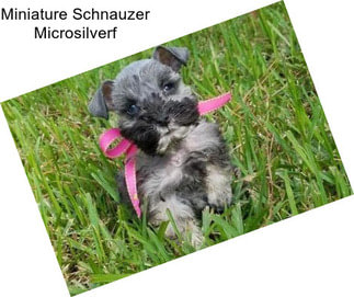 Miniature Schnauzer Microsilverf