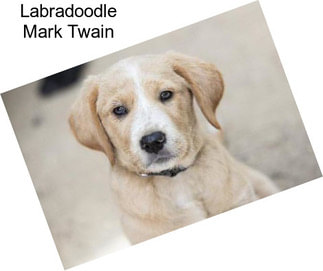 Labradoodle Mark Twain