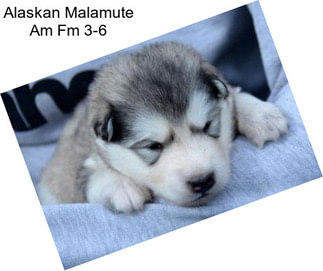 Alaskan Malamute Am Fm 3-6